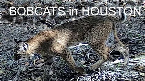 bobcat of houston hours